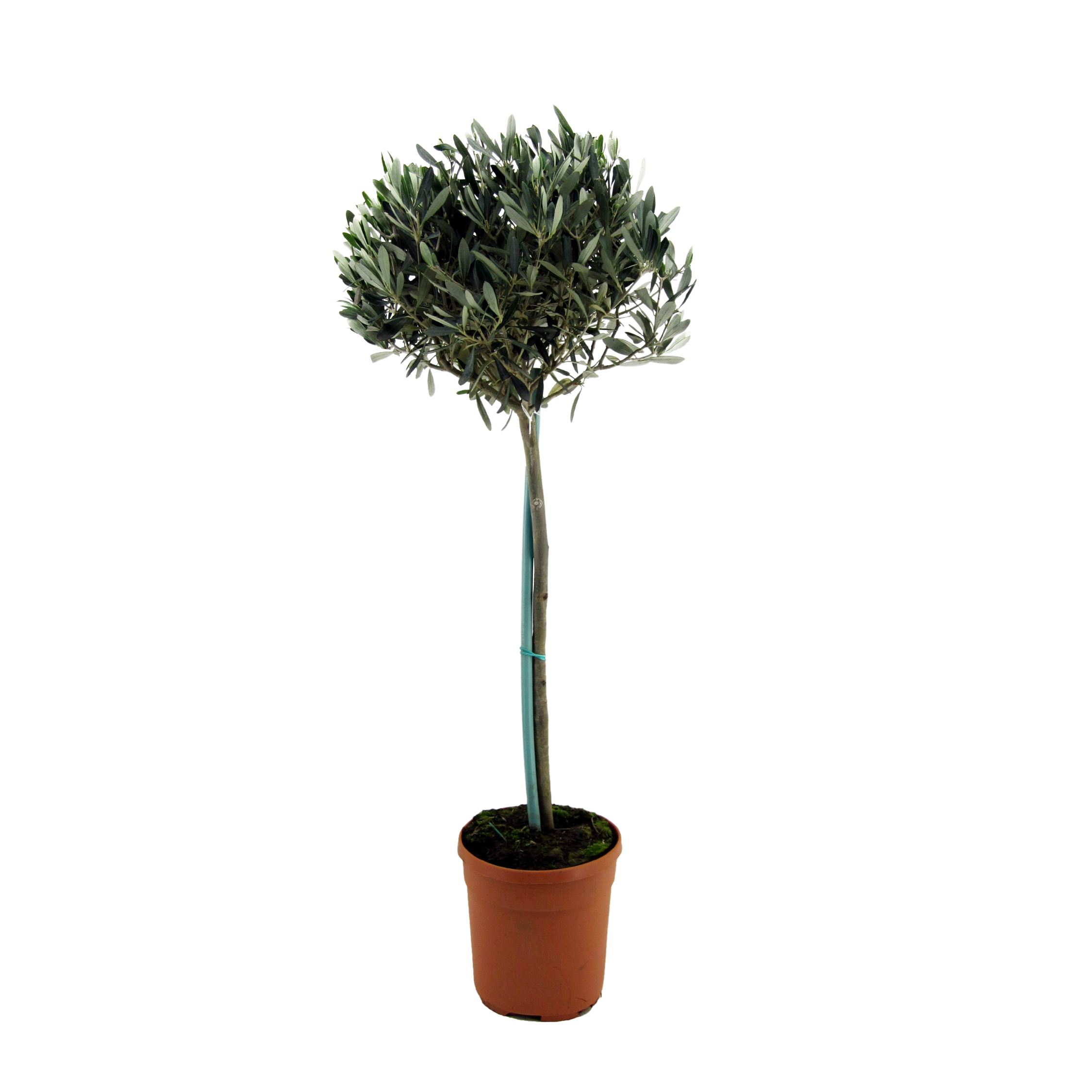 Olivier - Olea europaea - Hauteur 155-170cm - ⌀27cm - Imagen 1