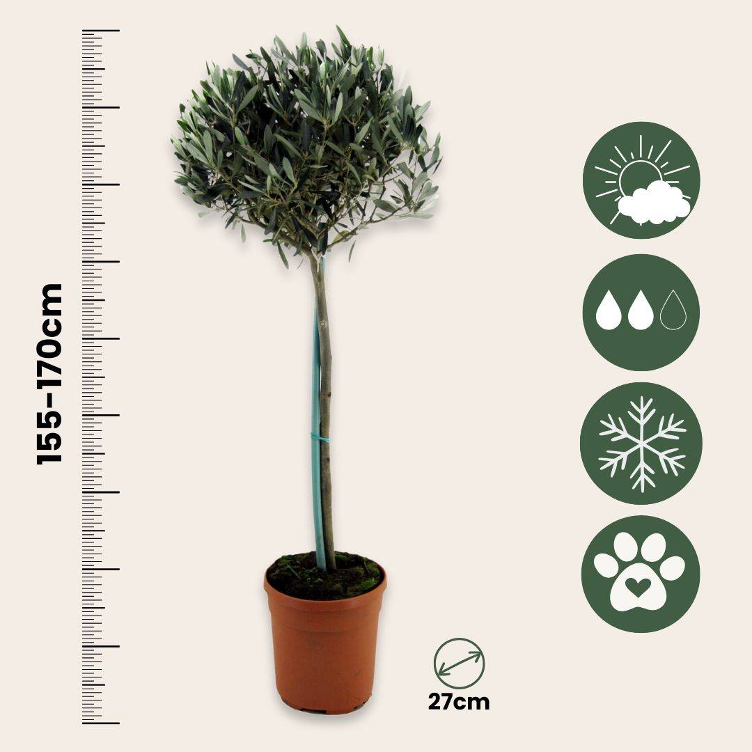 Olivier - Olea europaea - Hauteur 155-170cm - ⌀27cm - Imagen 4