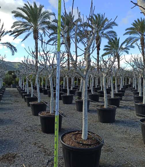 Sans Marque - Ficus carica (figuier) Couleur floraison:Blanc - Taille:Pot de 5 litres ? 80/100 cm - Image 5