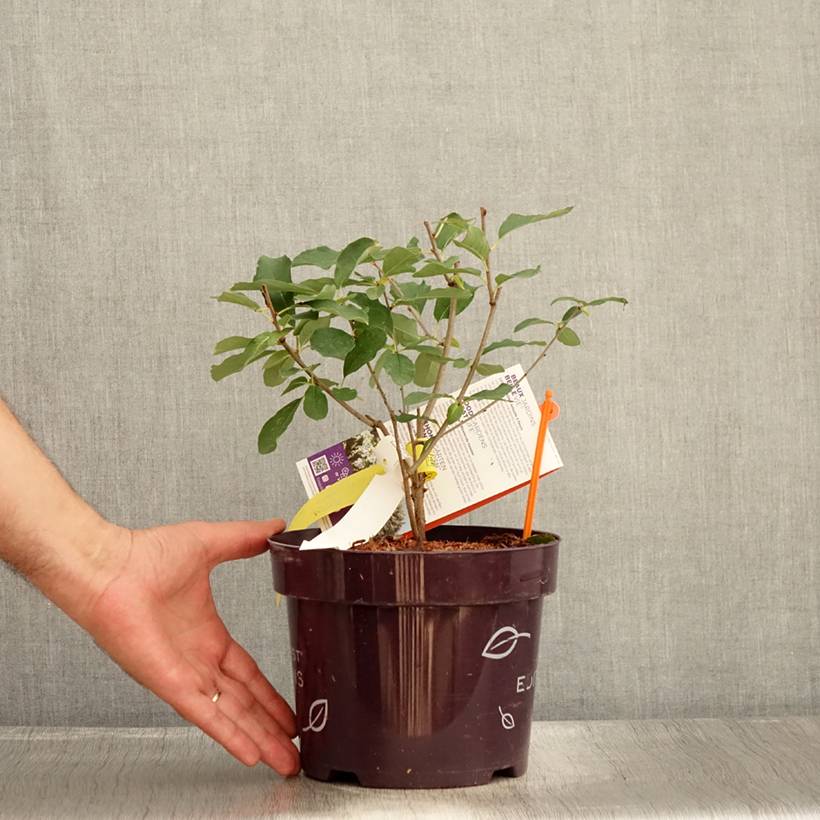 Promesse de Fleurs - Exochorda Lotus Moon - Exochorde hybride - Arbre aux perles Pot de 3L/4L - Image 2