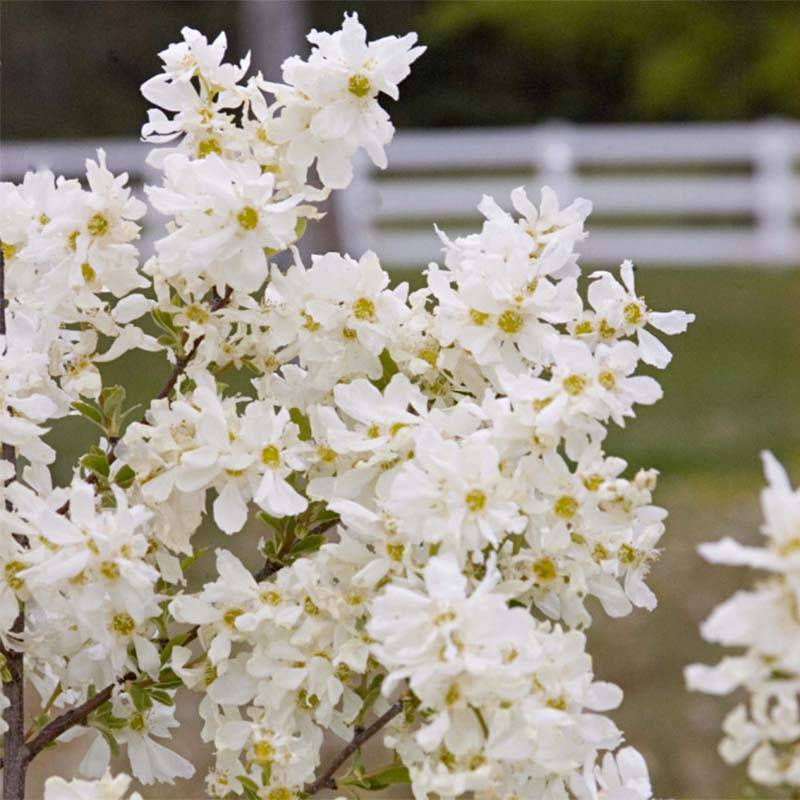 Promesse de Fleurs - Exochorda Lotus Moon - Exochorde hybride - Arbre aux perles Pot de 3L/4L - Image 1