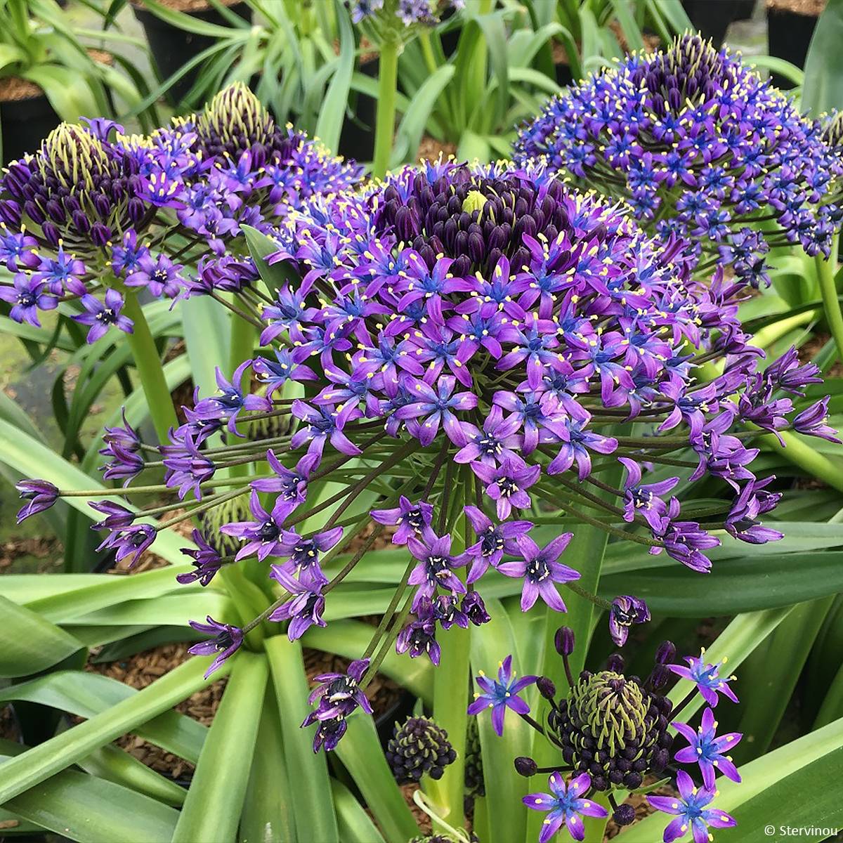 Promesse de Fleurs - Scille du Pérou - Scilla peruviana Pot de 2L/3L