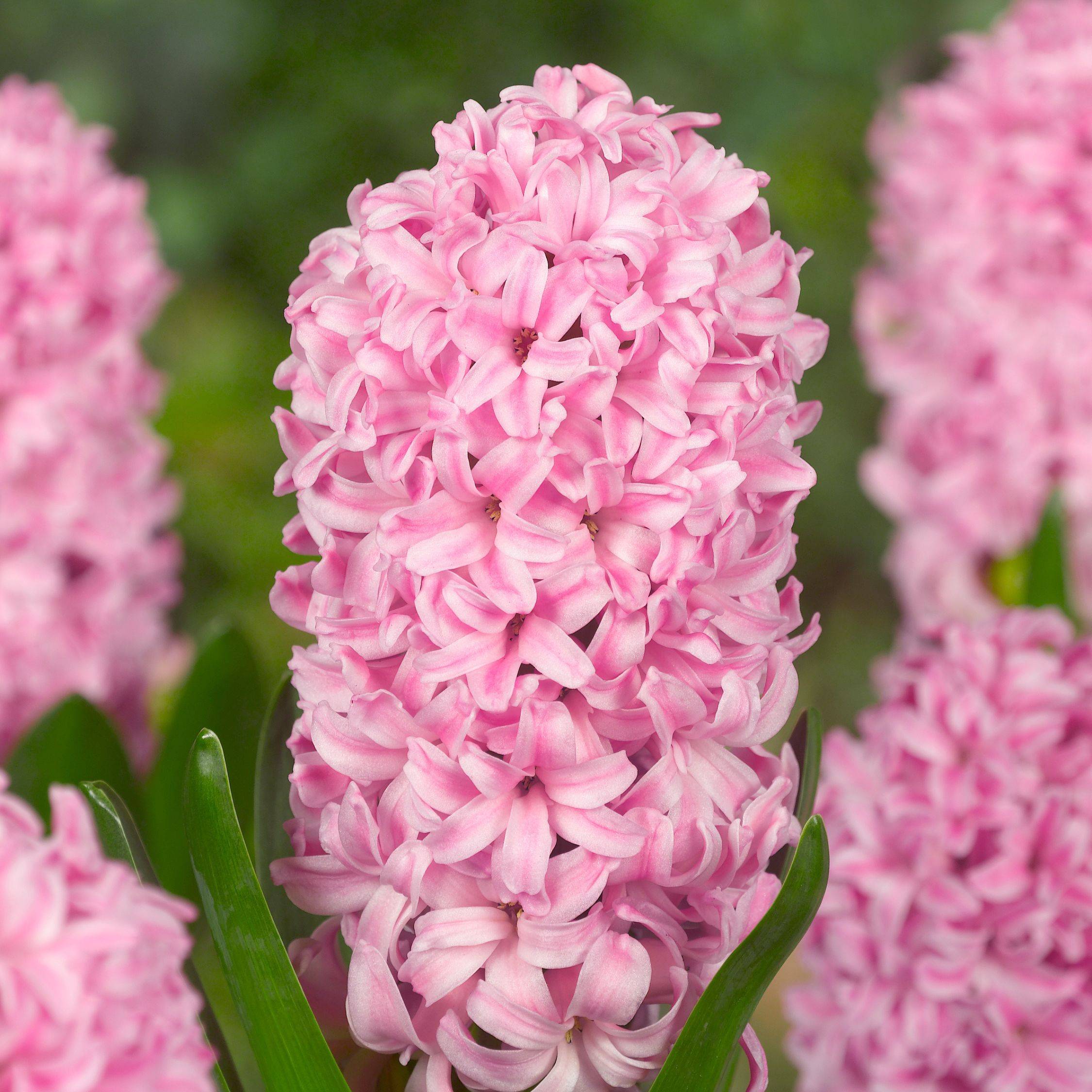 Plant In A Box - Jacinthe - Set de 20 - Hyacinthus - Bulbes à fleurs - Image 5