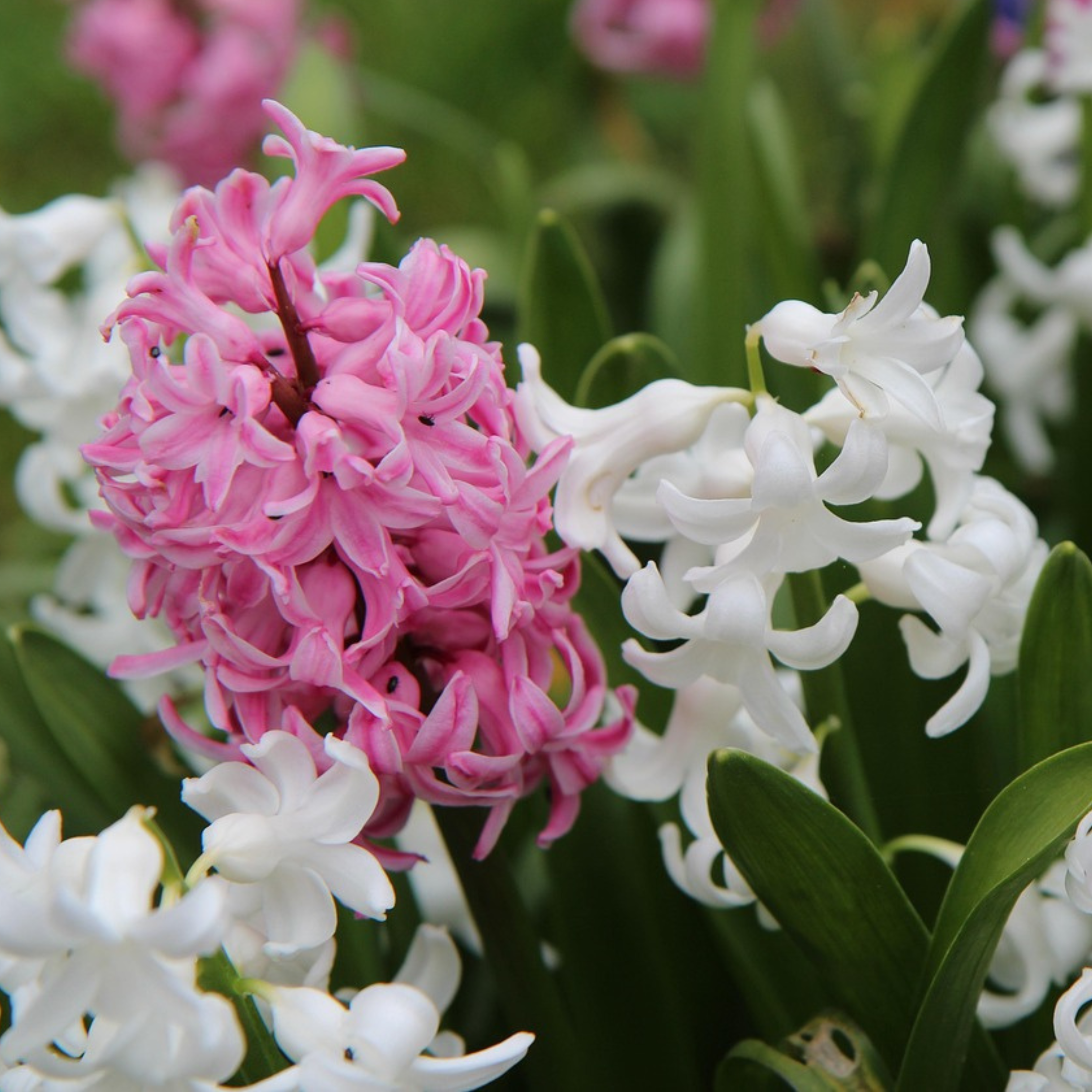 Plant In A Box - Jacinthe - Set de 20 - Hyacinthus - Bulbes à fleurs - Image 3