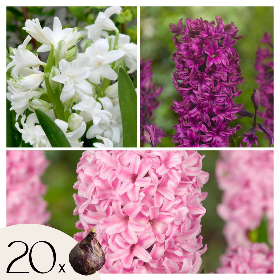 Plant In A Box - Jacinthe - Set de 20 - Hyacinthus - Bulbes à fleurs - Image 1