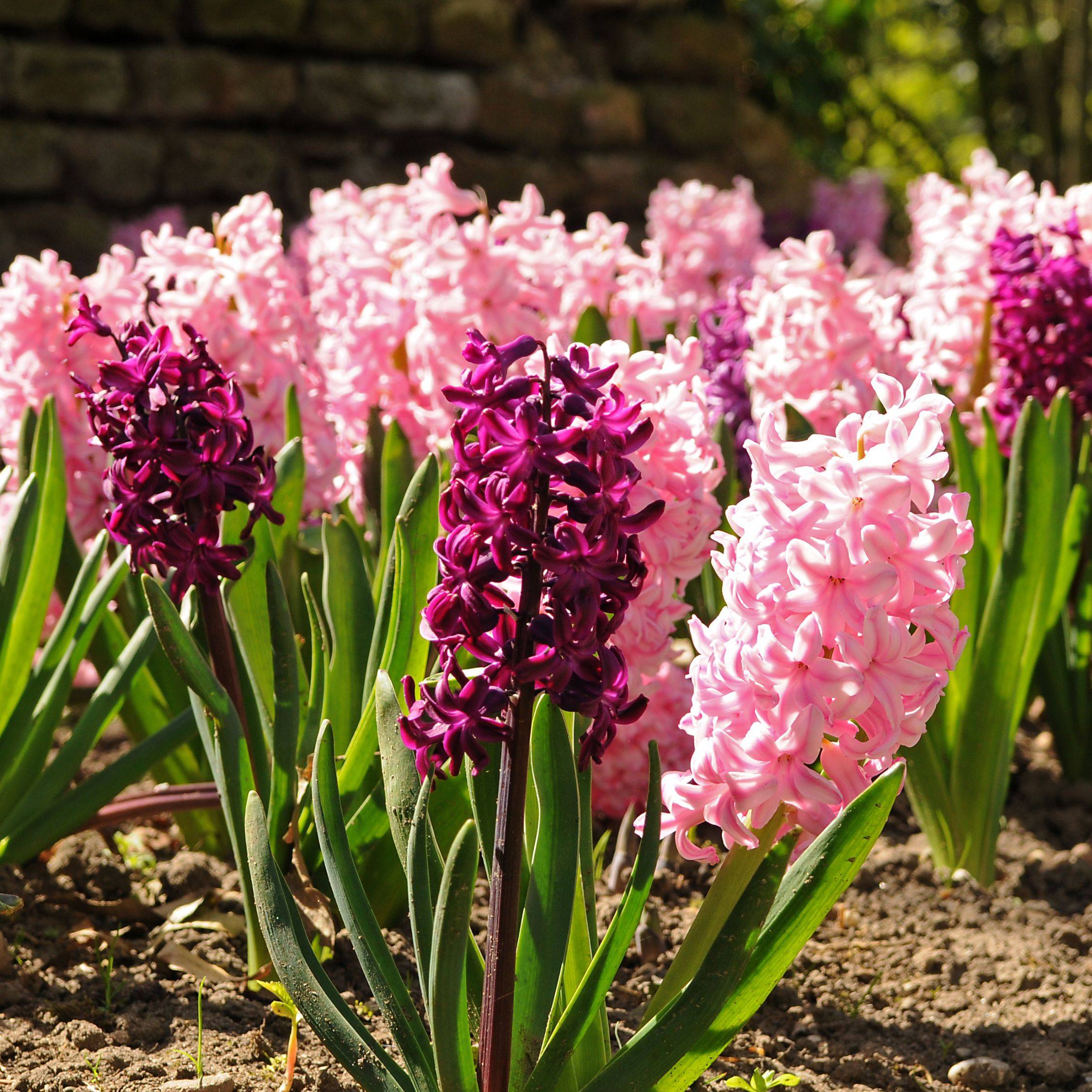 Plant In A Box - Jacinthe - Set de 20 - Hyacinthus - Bulbes à fleurs - Image 2