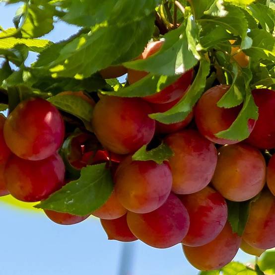 Pluot Pink Candy® - Excellent rendement - Pot de 12L - Gobelet 3 ans - De 3,00 m à 5,00 m