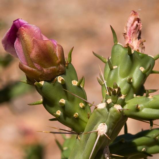 Cylindropuntia kleiniae - Opuntia ou oponce Pot de 2L/3L