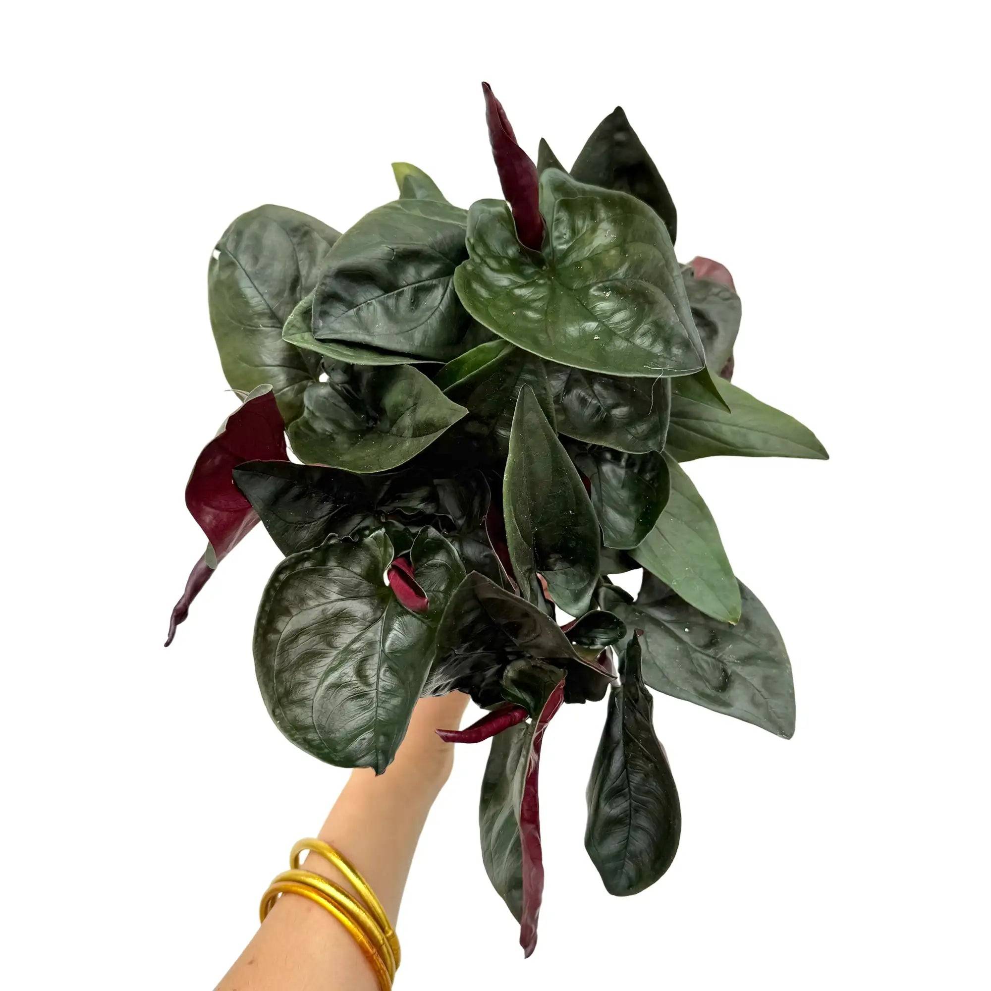 Syngonium red arrow - Pot de 6cm - Plantes d'intérieur