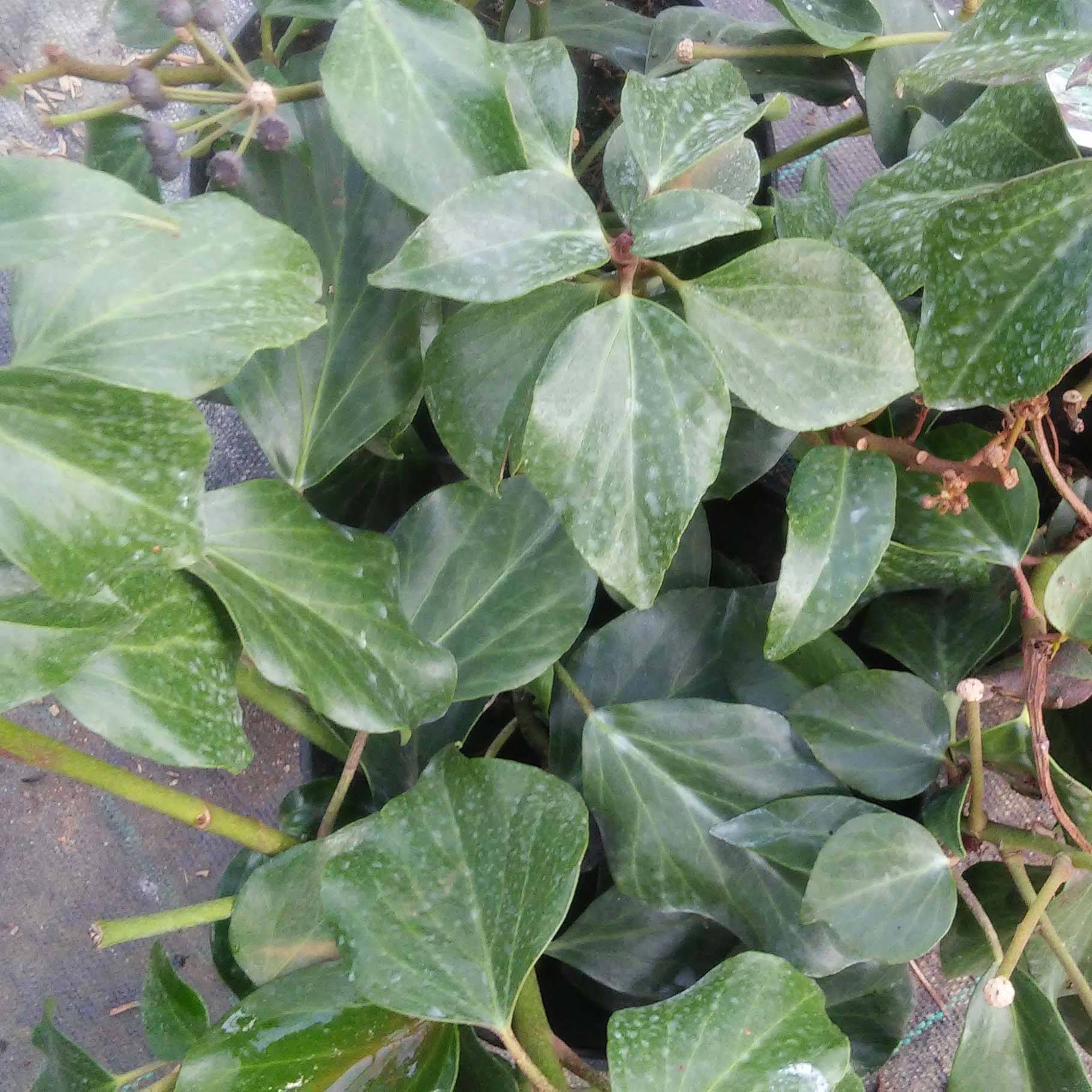 Lierre de Colchide - Hedera colchica Arborescens (Fall Favorite) Pot de 2L/3L