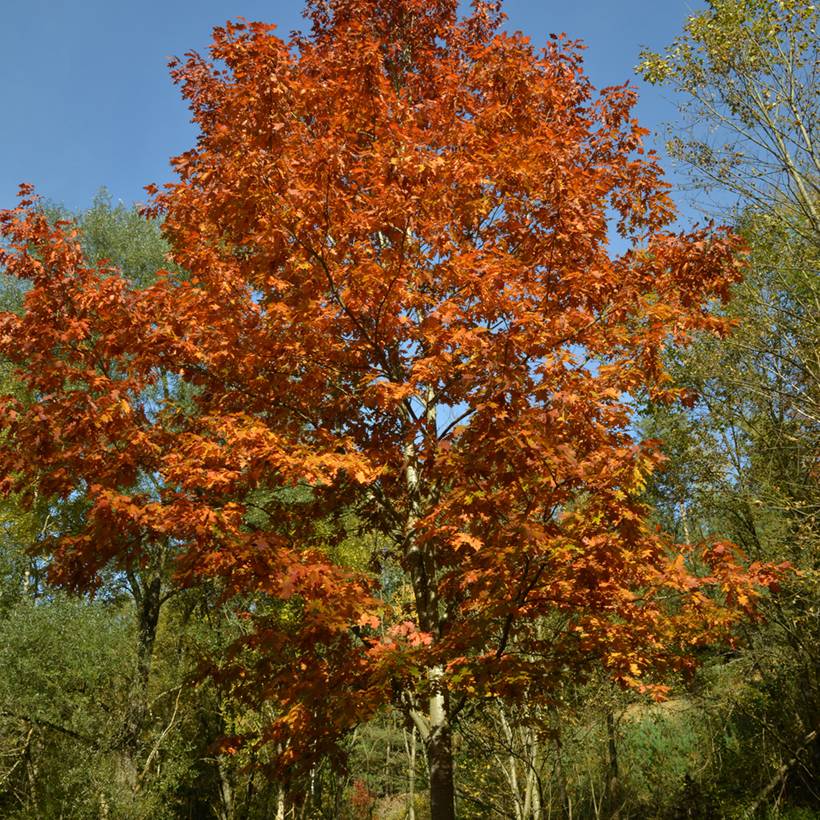 Promesse de Fleurs - Quercus rubra - Chêne rouge d'Amérique Petites Racines nues