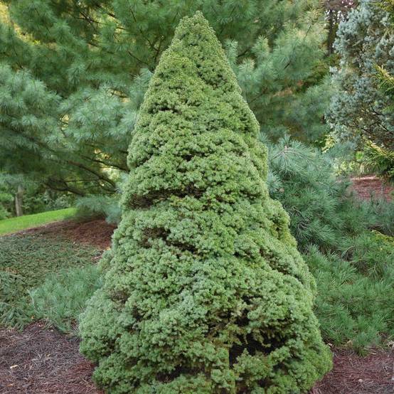 Epinette blanche - Picea glauca Rainbow's End Pot de 2L/3L - Image 1