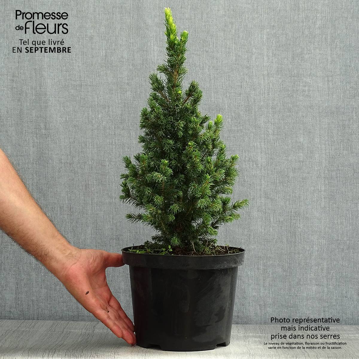 Epinette blanche - Picea glauca Rainbow's End          Pot de 2L/3L - Image 2