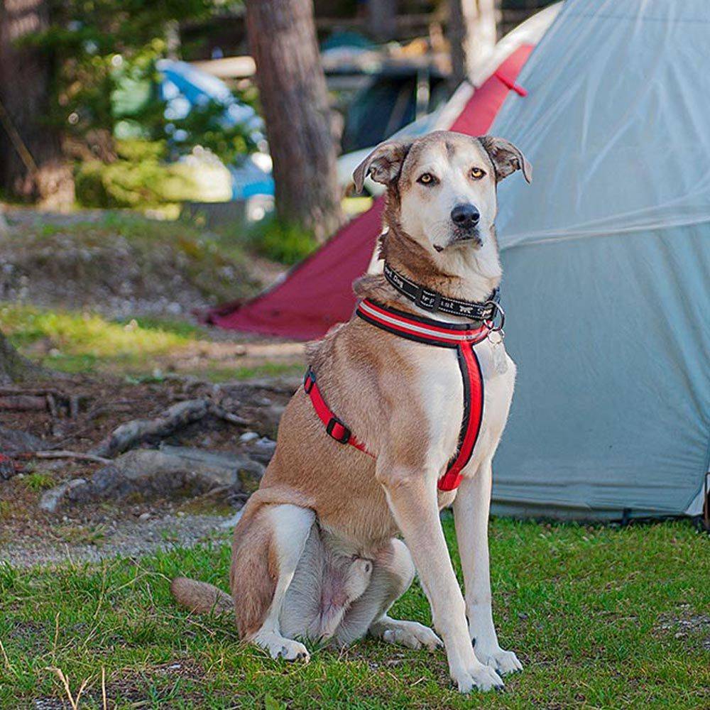 Ferplast - Harnais pour Chiens de Taille Moyenne à Grande DAYTONA CROSS M-L, Réfléchissant, avec Boucle Magnétique - Imagen 6