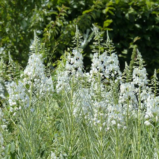 Promesse de Fleurs - Epilobe blanche - Epilobium angustifolium album Godet de 8/9 cm