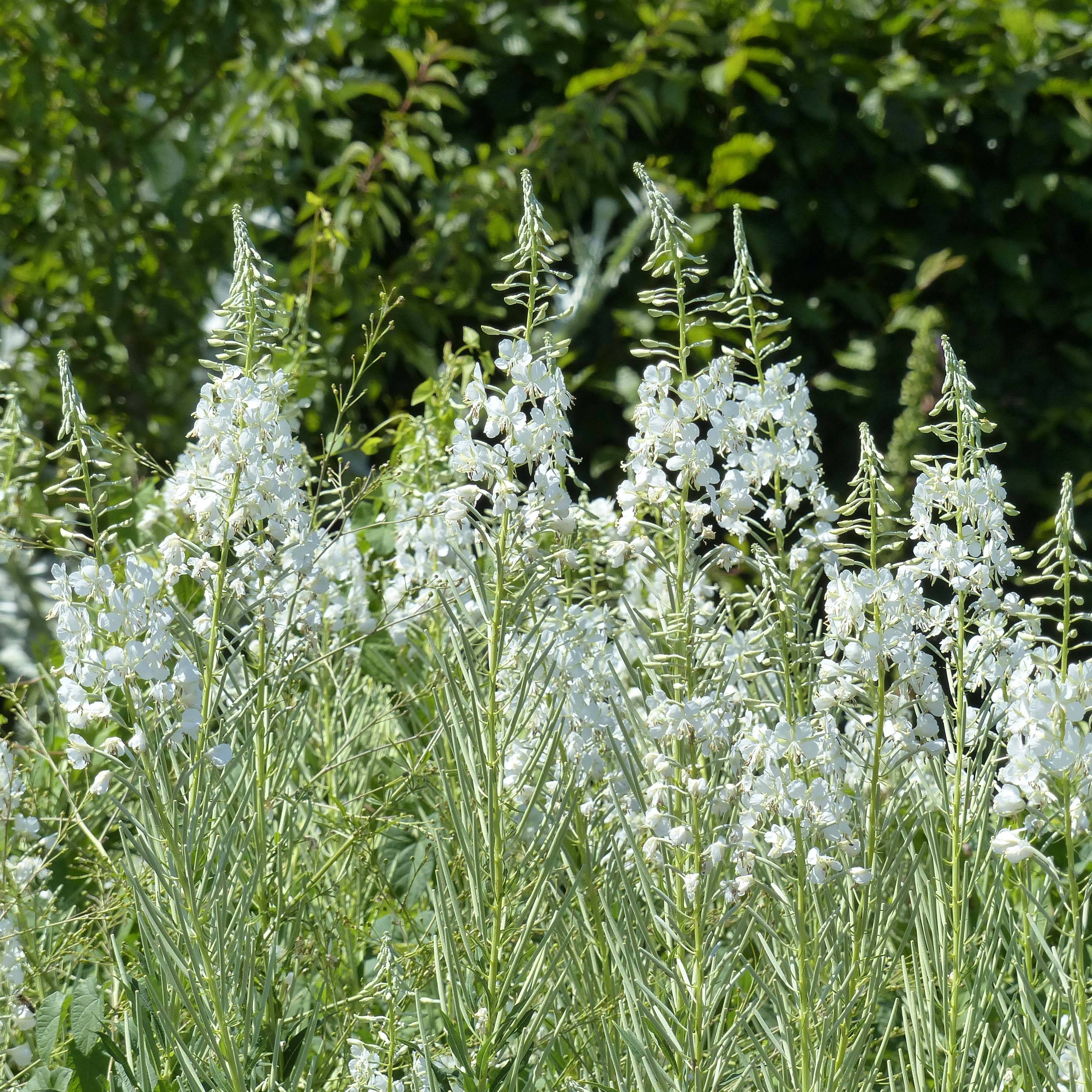 Promesse de Fleurs - Epilobe blanche - Epilobium angustifolium album Godet de 8/9 cm