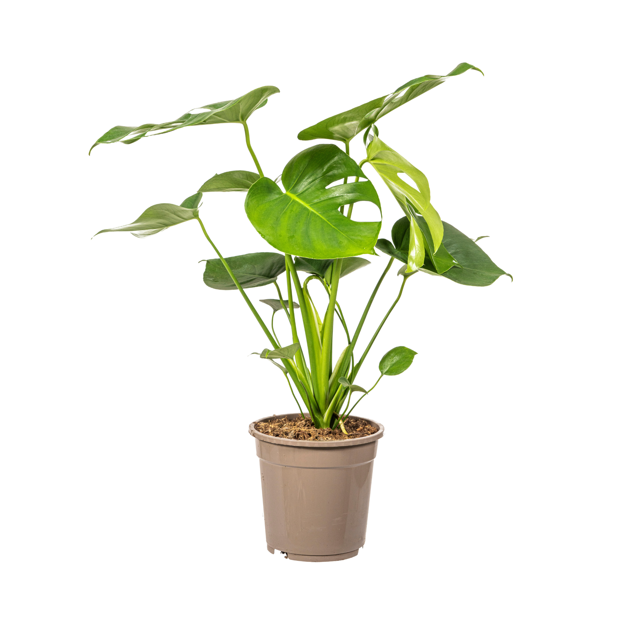 Monstera Deliciosa Tauerii - D19 H70cm - Image 1