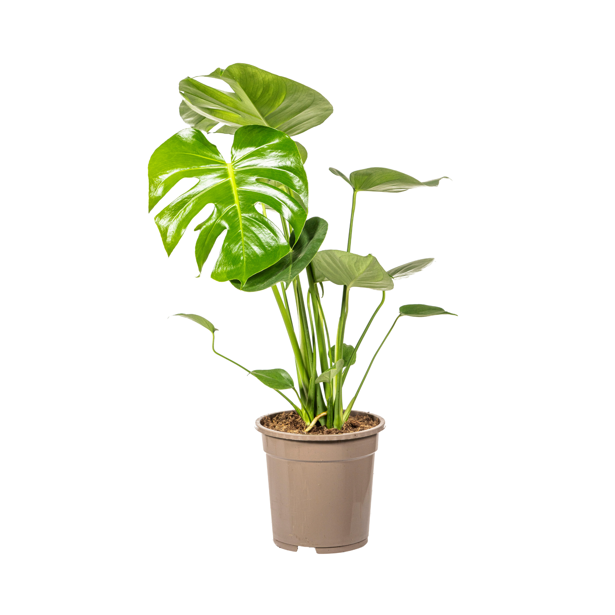 Monstera Deliciosa Tauerii - D19 H70cm - Image 2