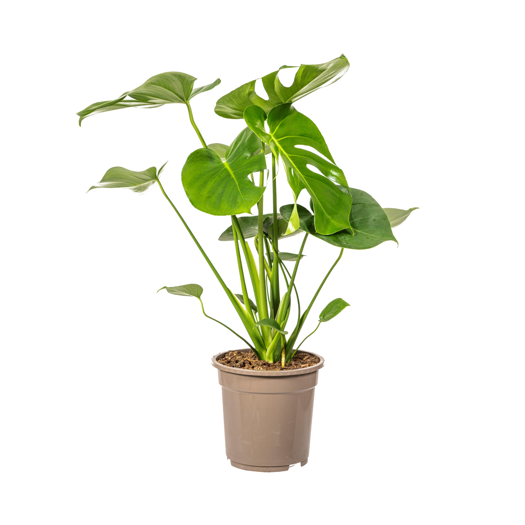 Monstera Deliciosa Tauerii - D19 H70cm - Image 3