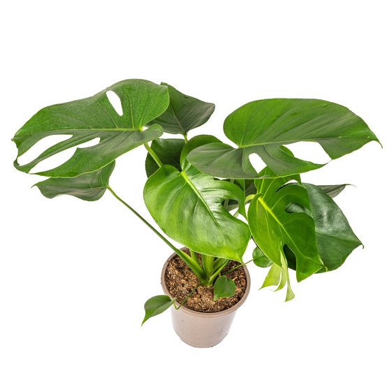 Monstera Deliciosa Tauerii - D19 H70cm - Image 4