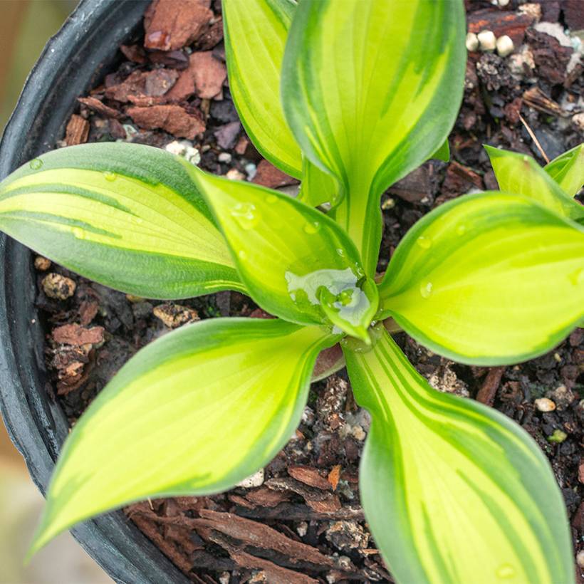 Hosta Ayesha Pot de 1,5L/2L