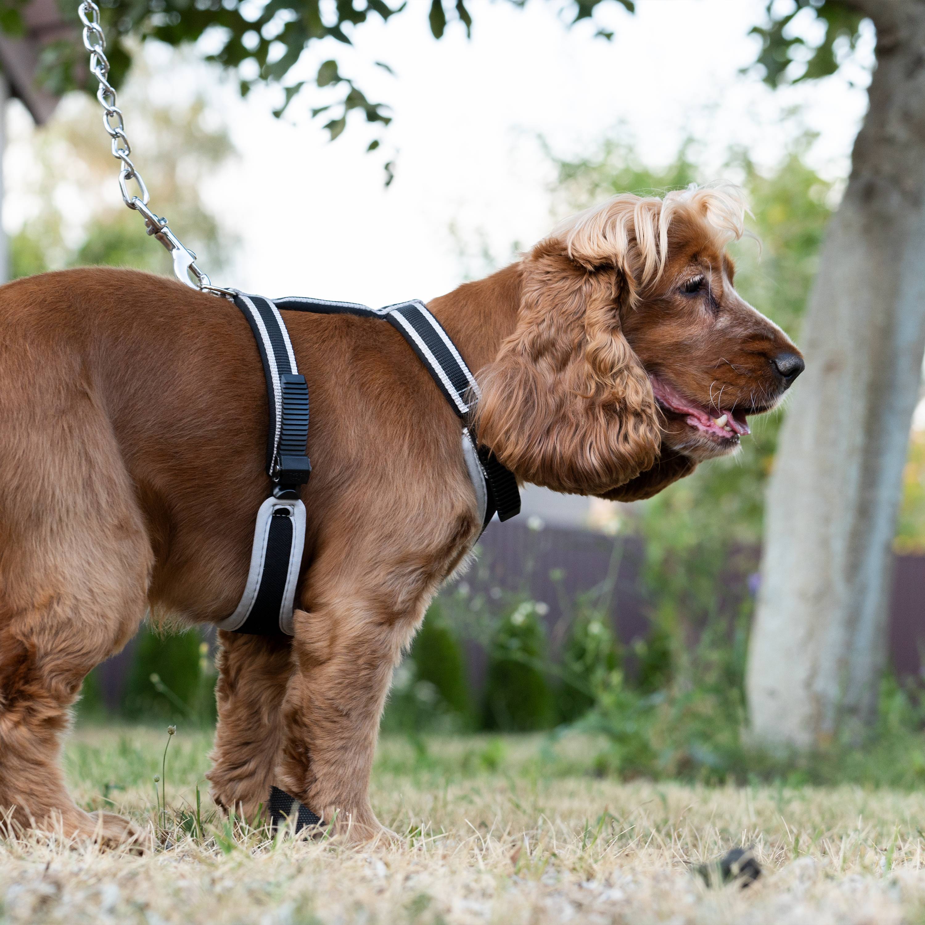 Ferplast - Ferplast Arnés para perro de tamaño mediano ERGOCOMFORT MEDIUM, Arnés para perro ajustable, Cómodo, Acolchado, Cierre doble - Imagen 5