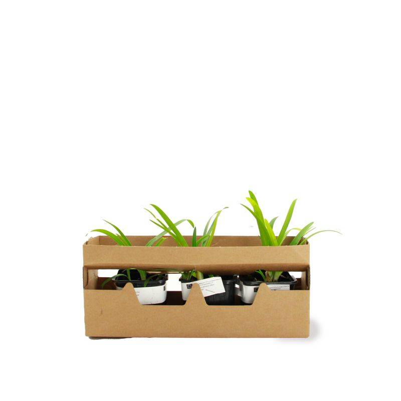 3 Agapanthes 'Charlotte' (Agapanthus 'Charlotte') - Lot de 3 vivaces - Pépinières Naudet - Imagen 4