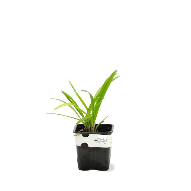 3 Agapanthes 'Charlotte' (Agapanthus 'Charlotte') - Lot de 3 vivaces - Pépinières Naudet - Imagen 2