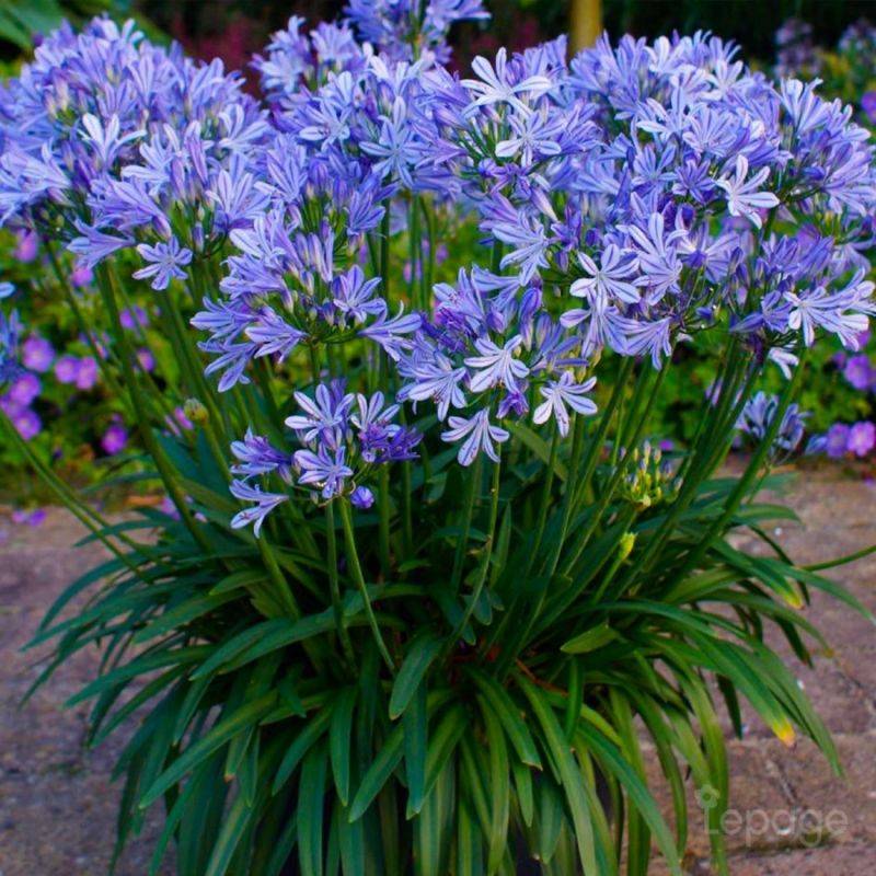 3 Agapanthes 'Charlotte' (Agapanthus 'Charlotte') - Lot de 3 vivaces - Pépinières Naudet - Imagen 1
