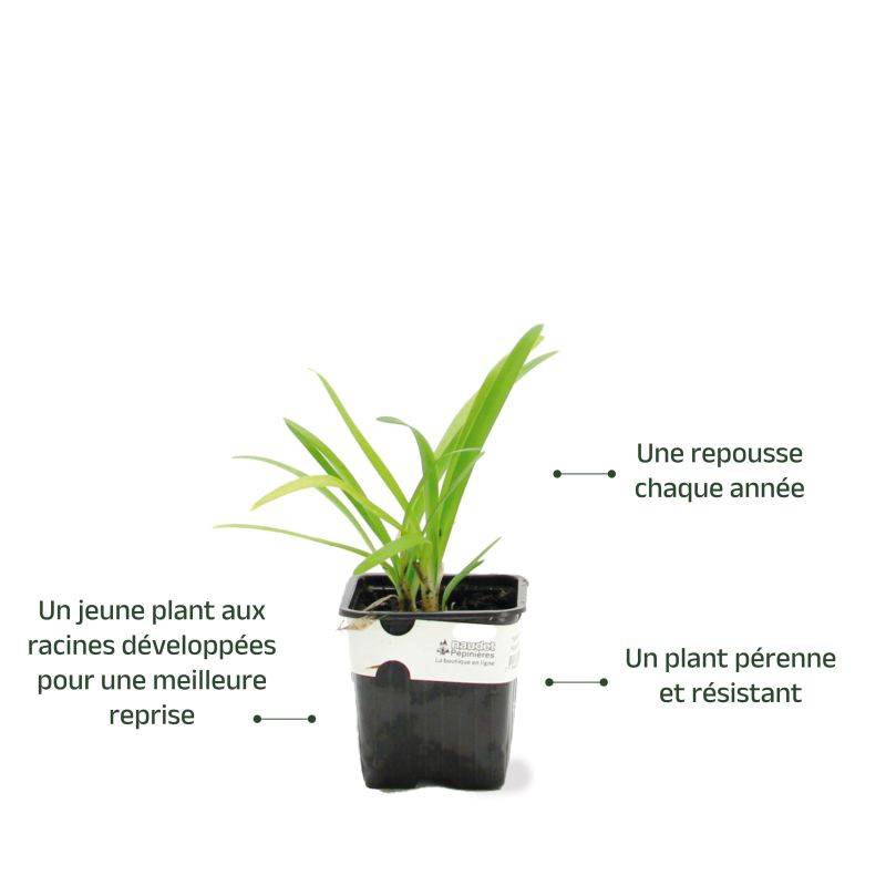 3 Agapanthes 'Charlotte' (Agapanthus 'Charlotte') - Lot de 3 vivaces - Pépinières Naudet - Imagen 3