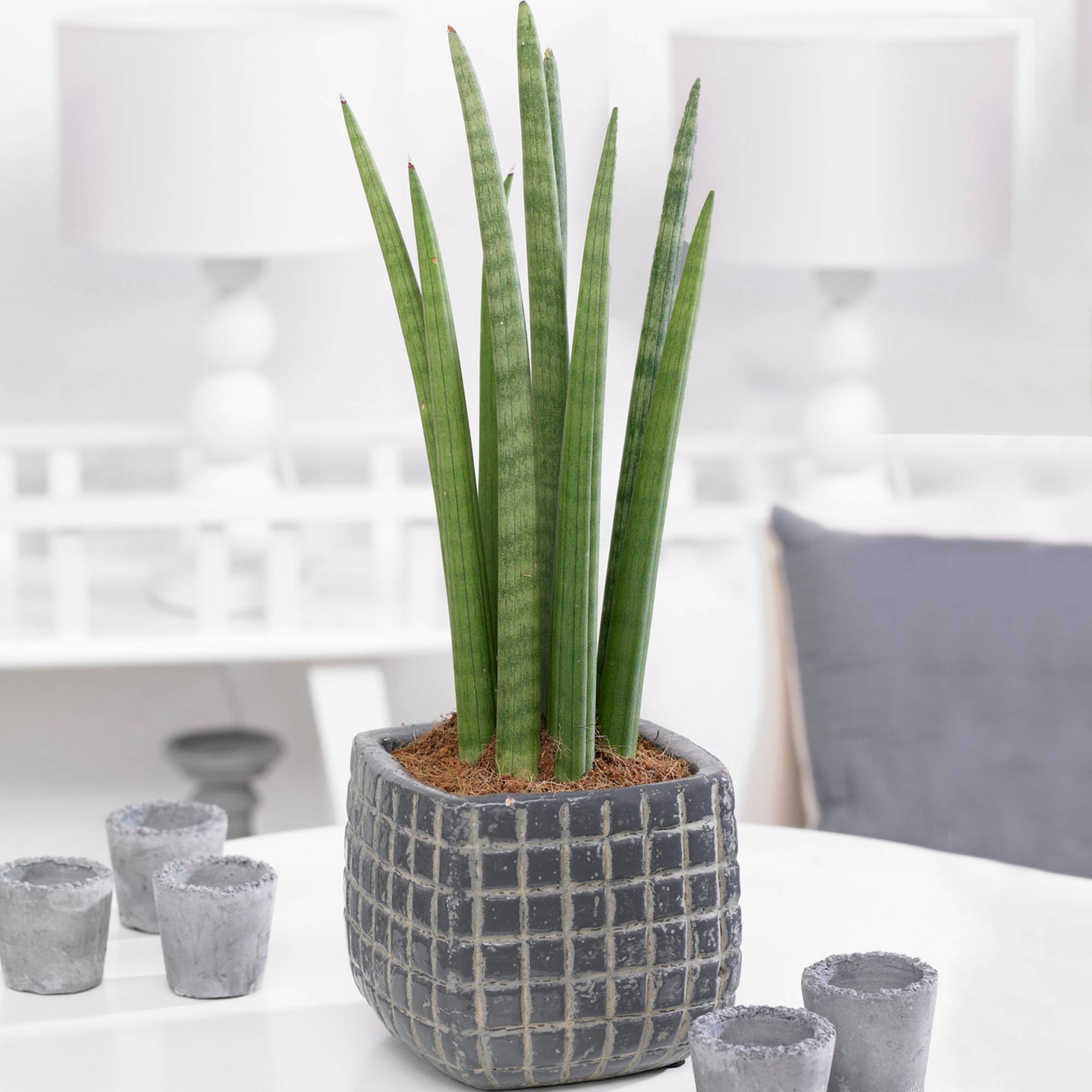Gardenersdream - 1 X Sansevieria Cylindrica Spaghetti Plante D'Intérieur Cadeau (De 30 À 40 Cm Pot Inclus) - GardenersDream - Imagen 1
