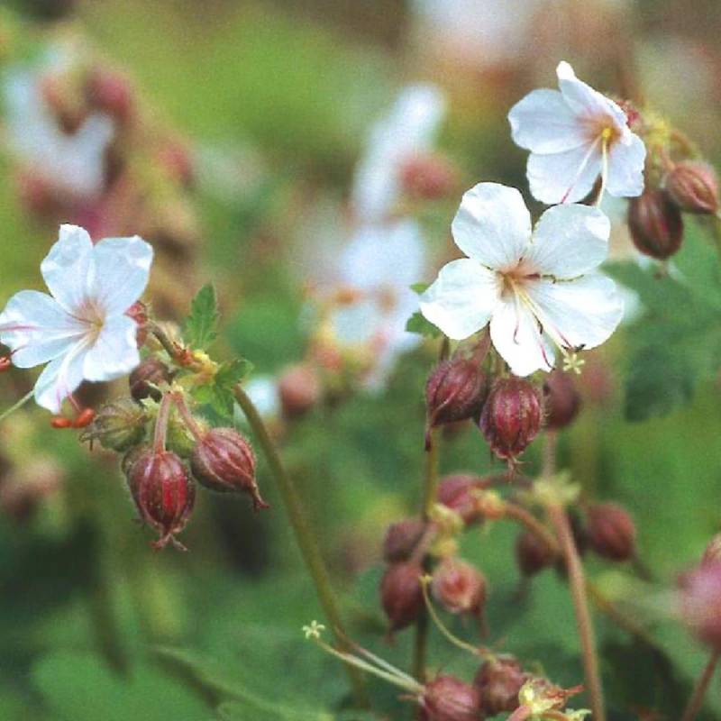 Géranium vivace Spessart à fleurs Blanche/ - feuillage Persistant - Godet - 5/20 cm