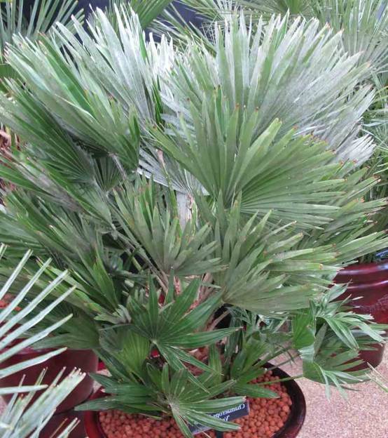 0 - Chamaerops humilis var. volcano (vulcan Palmier doum) Pot de 40 litres -100/120 cm - Image 3