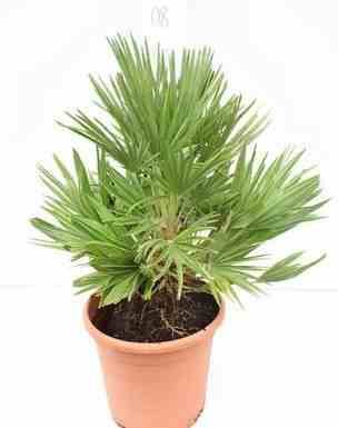 0 - Chamaerops humilis var. volcano (vulcan Palmier doum) Pot de 40 litres -100/120 cm - Image 2