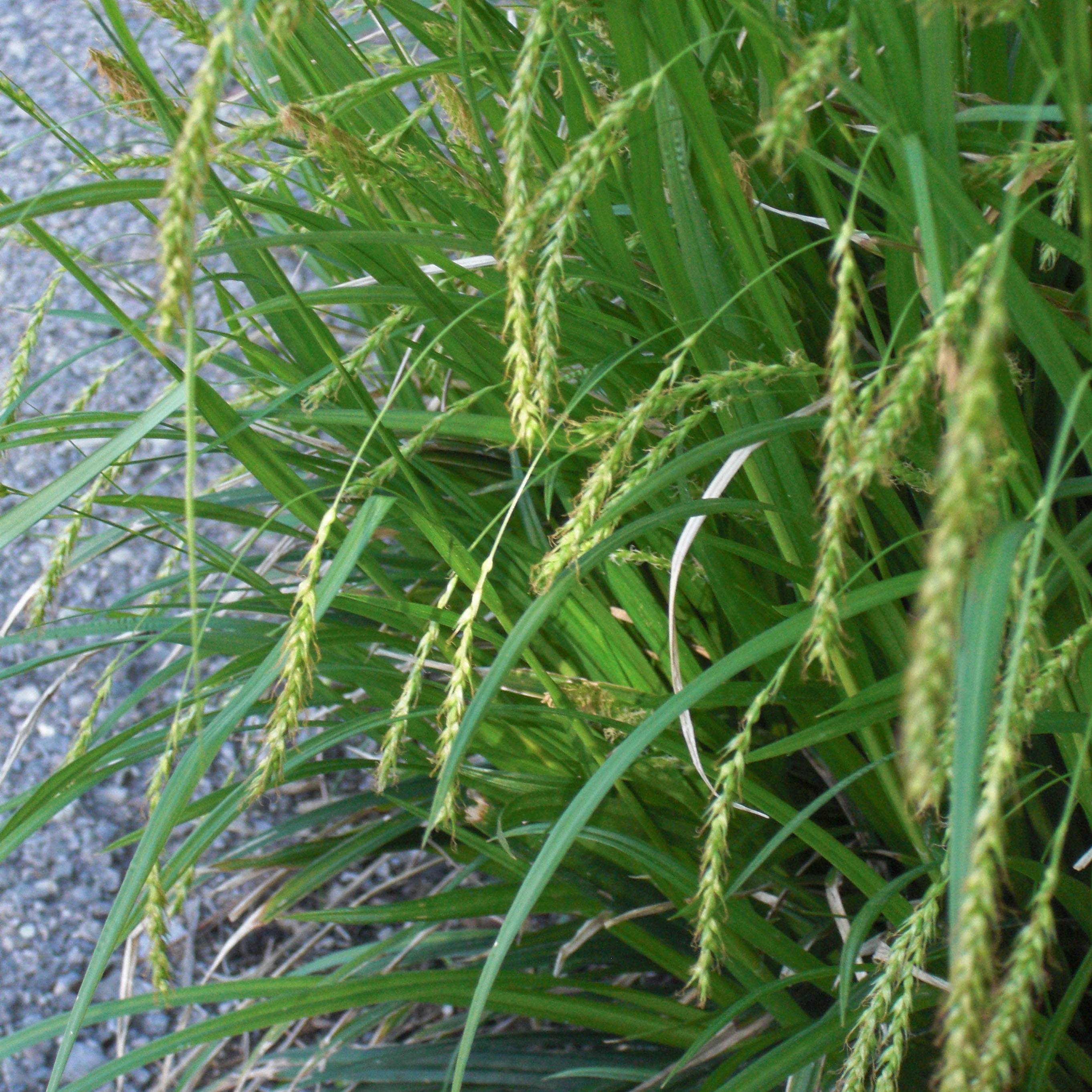 Carex sylvatica - Laîche des bois Pot de 1L/1,5L