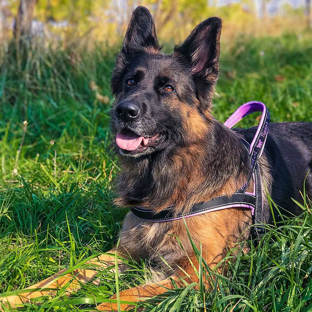 Ferplast - Ferplast Harnais chien SPORT DOG, Harnais pour chien taille Grande,  Harnais Suédois, Rembourrage doux, Coutures Réfléchissantes, Fermeture par - Imagen 3
