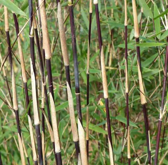 Sans Marque - Fargesia sp Jiuzhaigou Deep Purple (Bambou non traçant) Taille:Pot 5 Litres - 80/100cm - 6/10 cannes