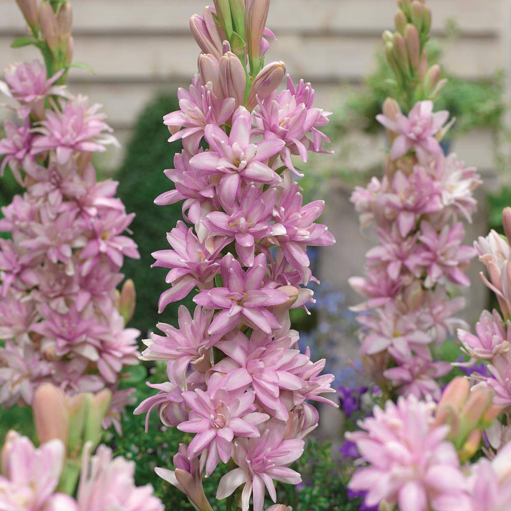 Polianthes tuberosa Pink Sapphire - Tubéreuse   Bulbe calibre 10+
