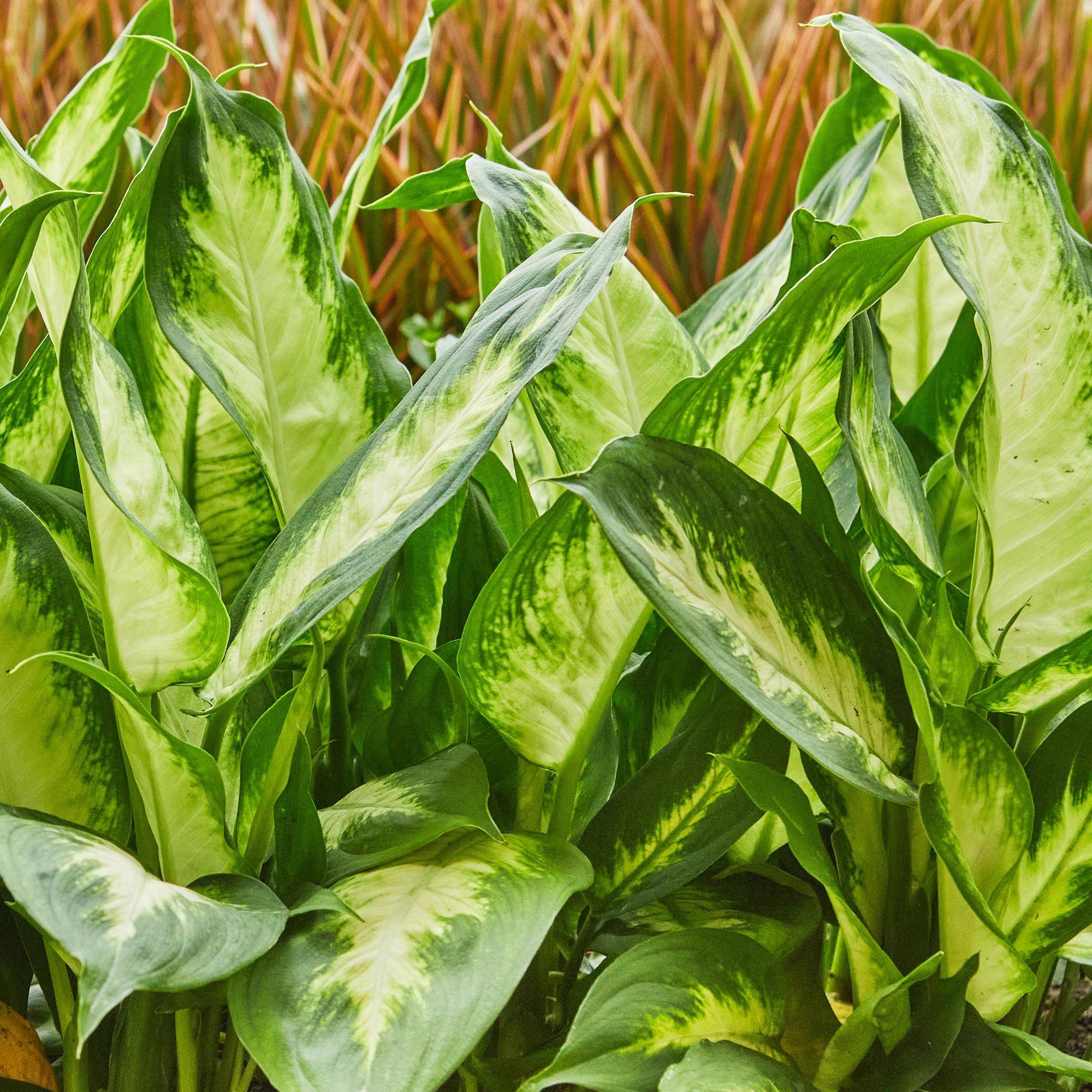Diefenbachia Camilla - Dieffenbachia - Pot de 17cm - Hauteur 45-50cm - Panier - Plantes d'intérieur - Image 5
