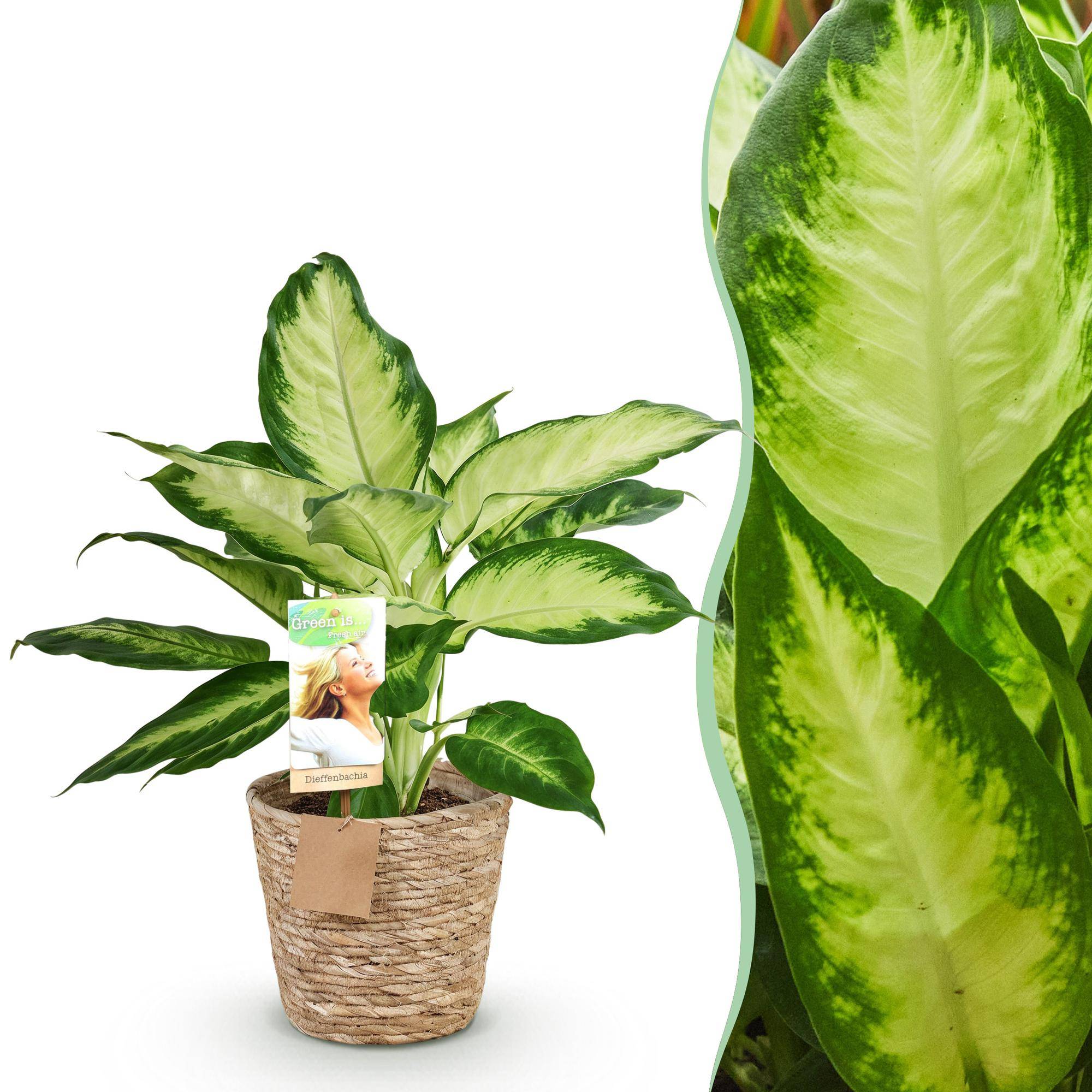Diefenbachia Camilla - Dieffenbachia - Pot de 17cm - Hauteur 45-50cm - Panier - Plantes d'intérieur - Image 1