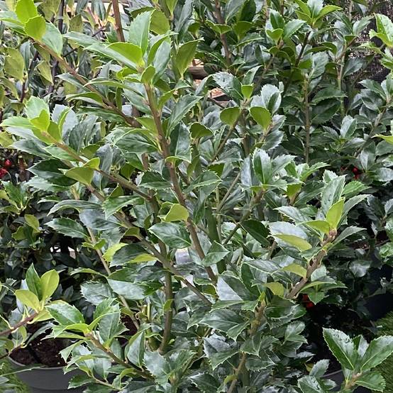 Houx - Ilex x meserveae Heckenpracht Pot de 2L/3L - Image 1