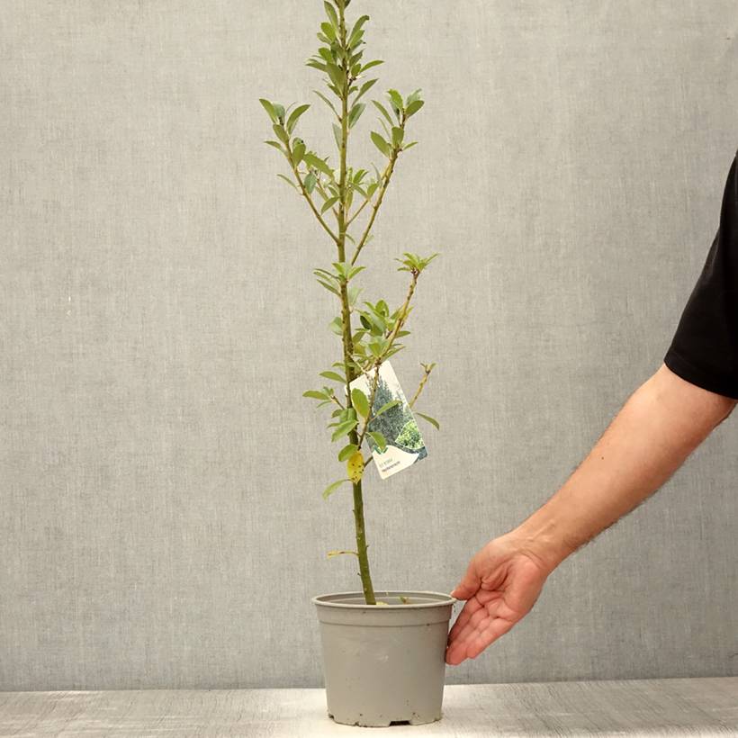 Houx - Ilex x meserveae Heckenpracht Pot de 2L/3L - Image 2