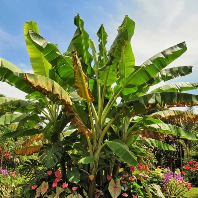 Bananier voyageur géant - Pot de 50L - 120/150 cm - Image 3