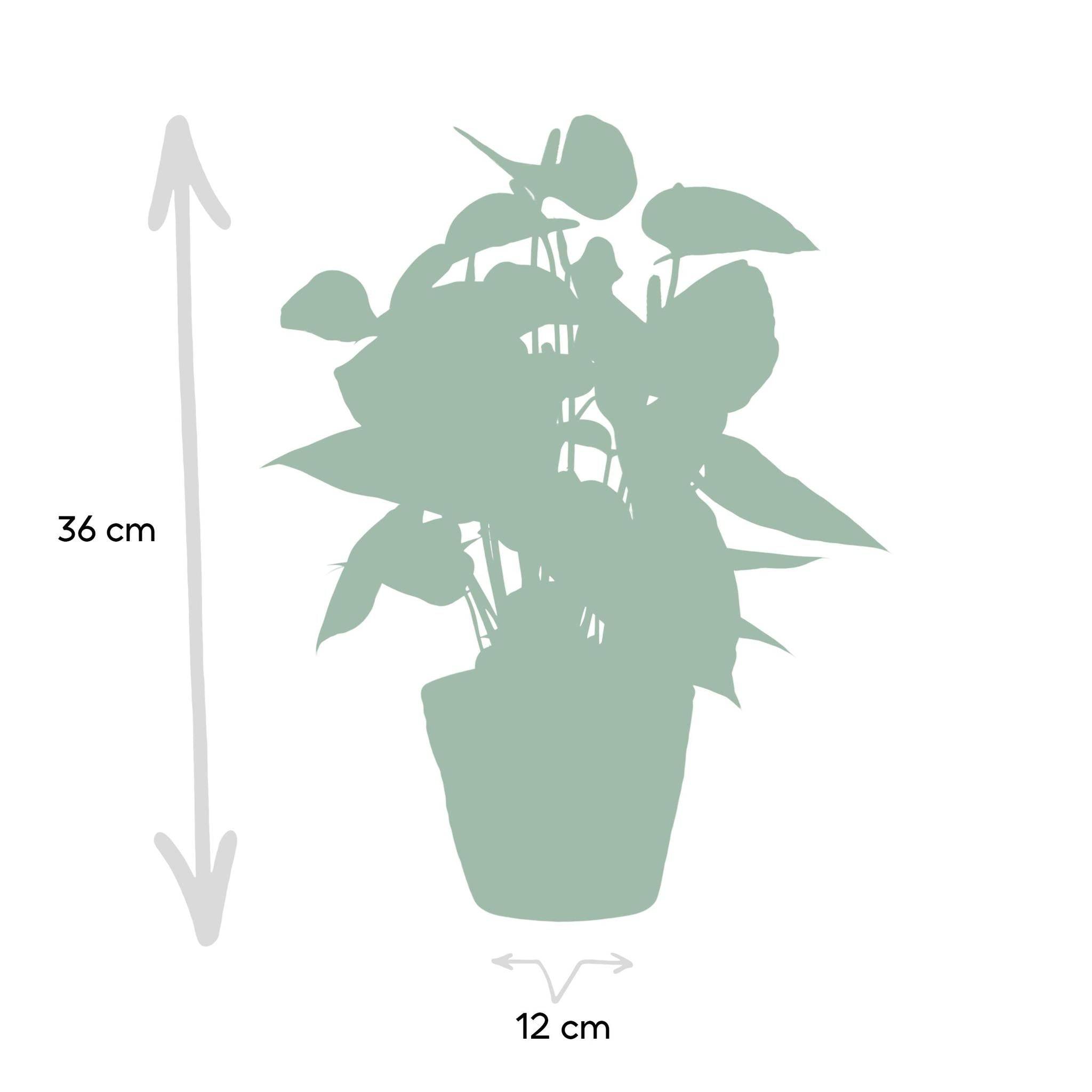 La Green Touch - Anthurium andreanum Prince of Orange et son pot- La Green Touch Panier - Hauteur 45cm - Imagen 4