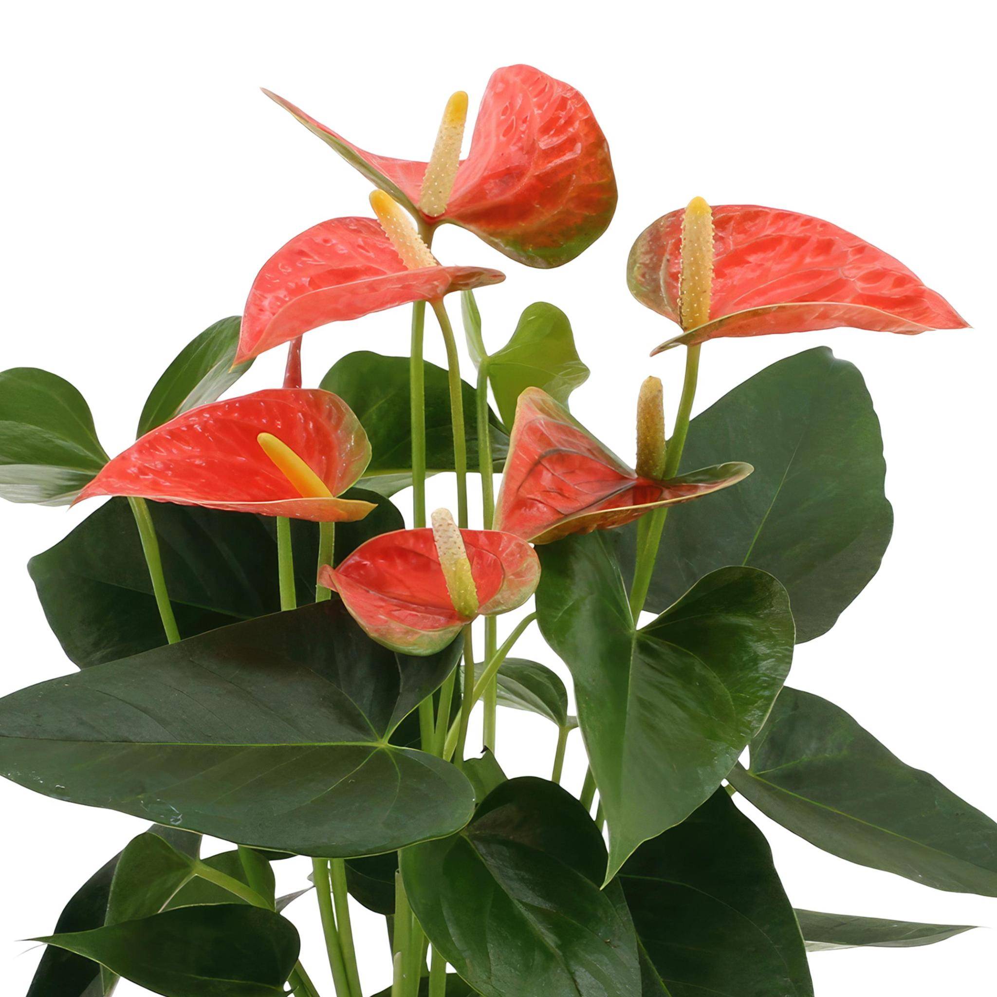 La Green Touch - Anthurium andreanum Prince of Orange et son pot- La Green Touch Panier - Hauteur 45cm - Imagen 3