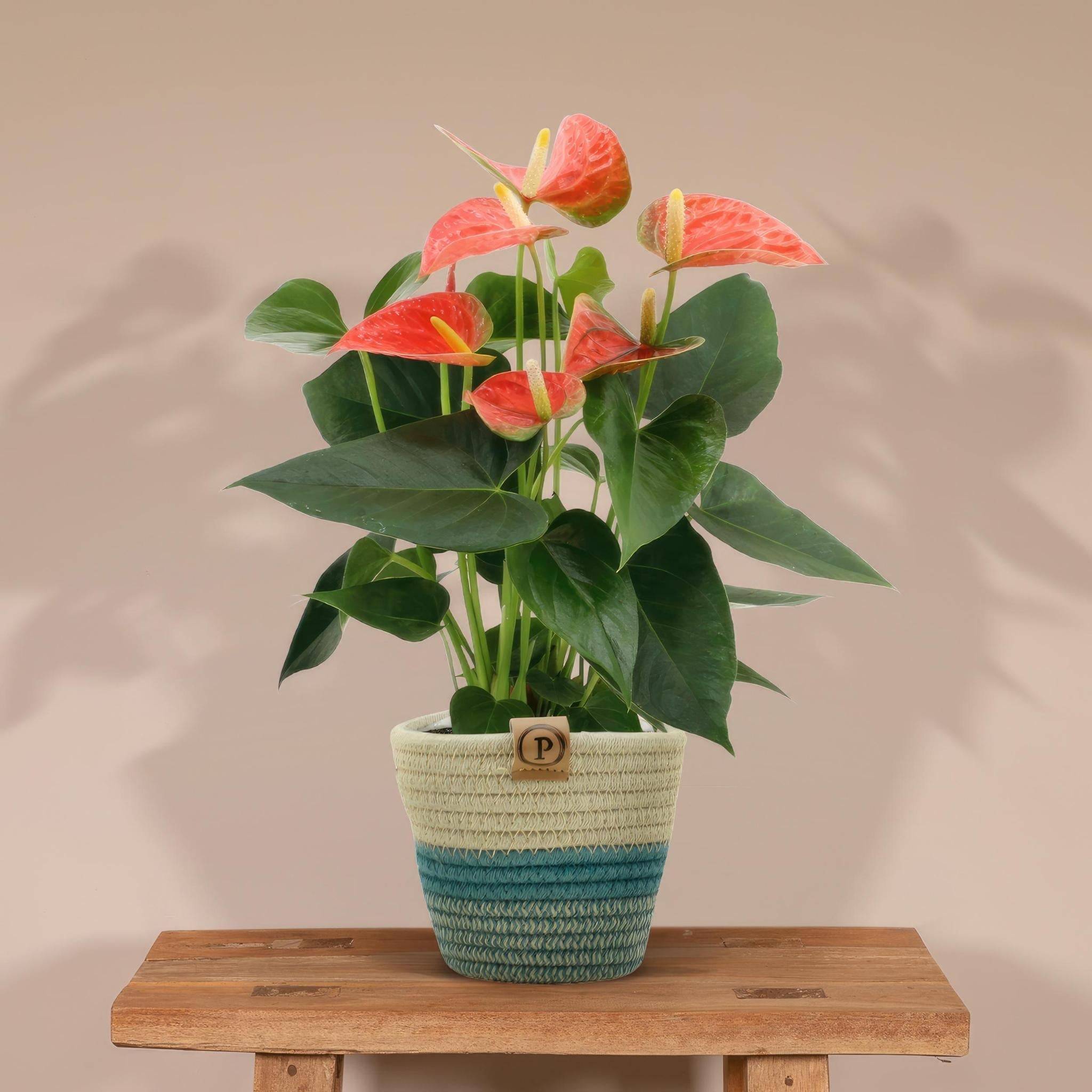 La Green Touch - Anthurium andreanum Prince of Orange et son pot- La Green Touch Panier - Hauteur 45cm - Imagen 2