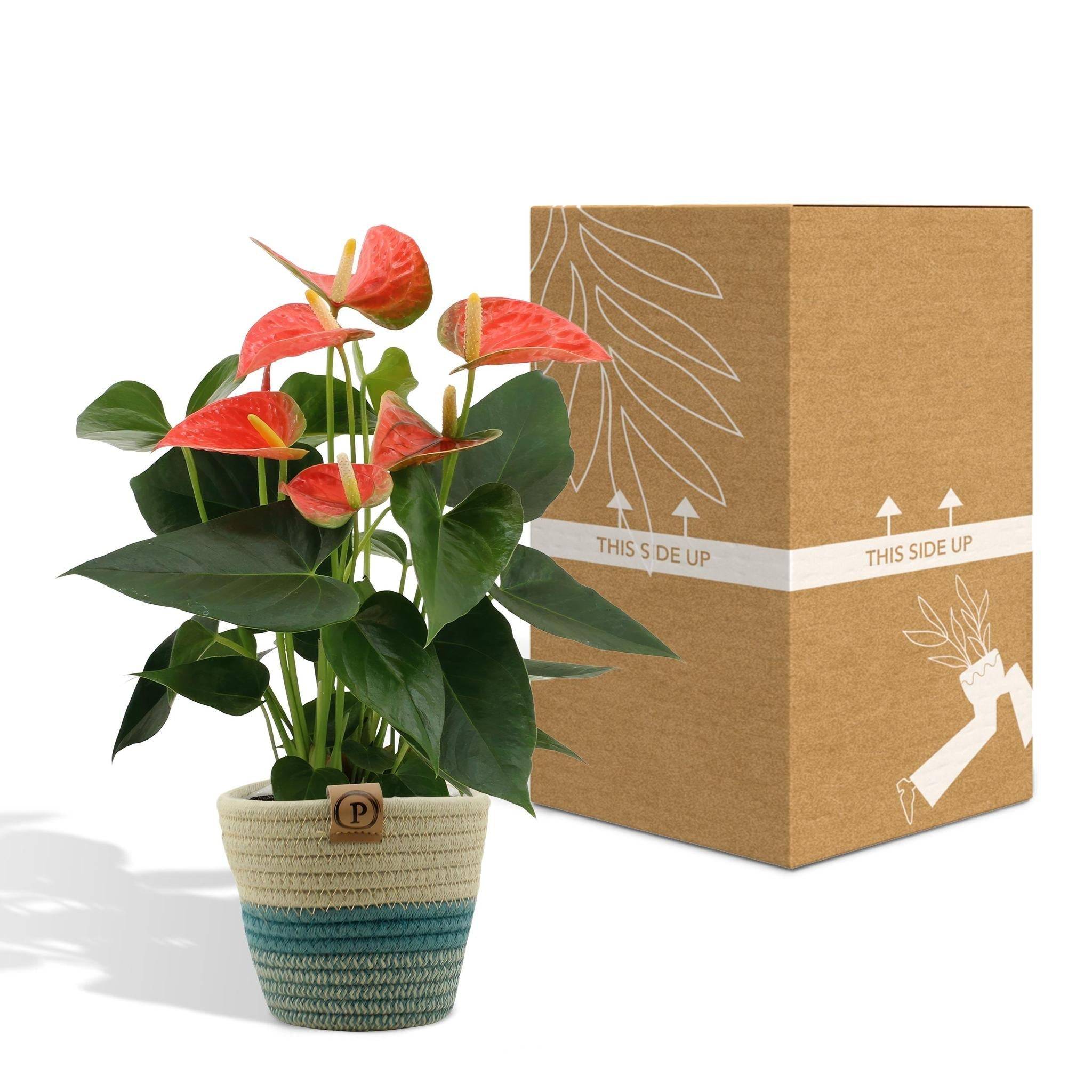 La Green Touch - Anthurium andreanum Prince of Orange et son pot- La Green Touch Panier - Hauteur 45cm - Imagen 5