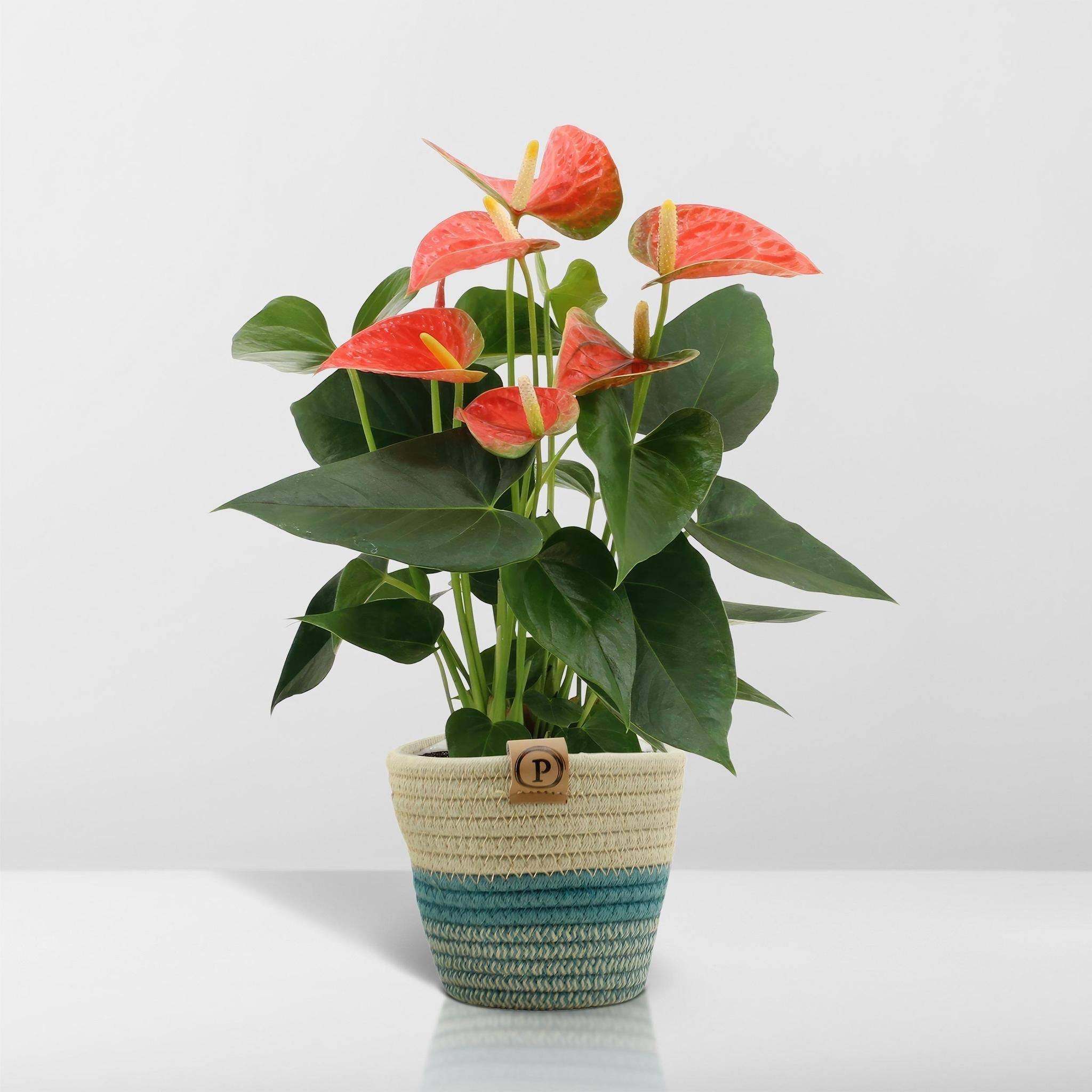 La Green Touch - Anthurium andreanum Prince of Orange et son pot- La Green Touch Panier - Hauteur 45cm - Imagen 6