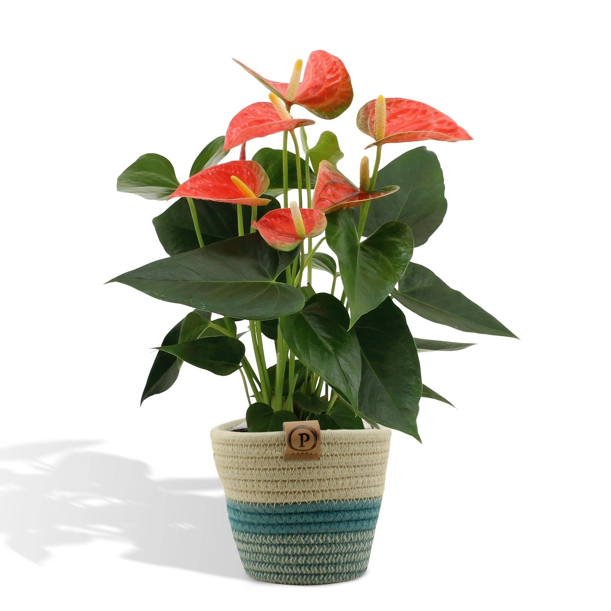 La Green Touch - Anthurium andreanum Prince of Orange et son pot- La Green Touch Panier - Hauteur 45cm - Imagen 1