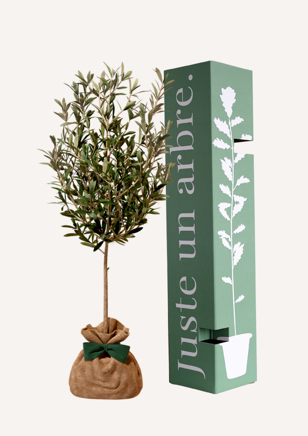 JUSTE UN ARBRE. – Olivier | Cadeau méditerranéen pour naissance, mariage, anniversaire – Arbre résistant, adapté à la culture en pot ou en pleine… - Image 1